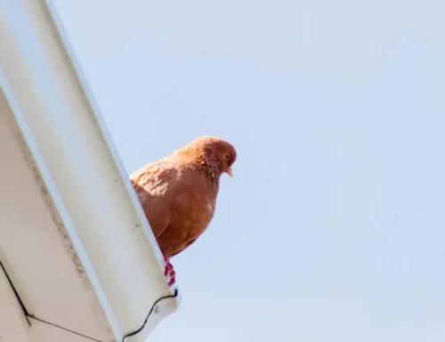 Skuteczne metody odstraszania ptaków: Co warto wiedzieć?