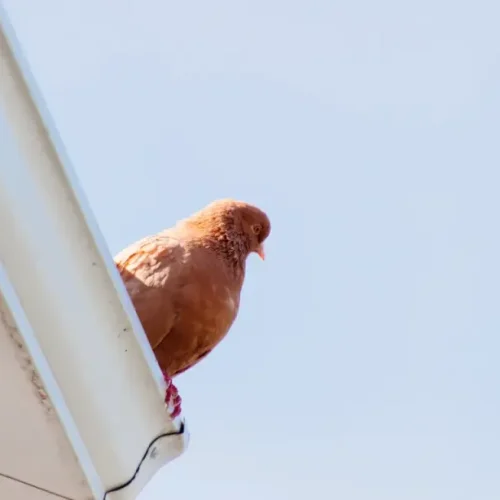 Skuteczne metody odstraszania ptaków: Co warto wiedzieć?